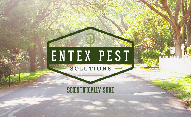 Entex Pest Solutions 2