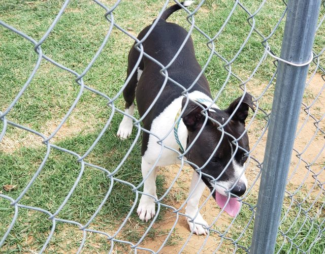 Euless Animal Shelter 4