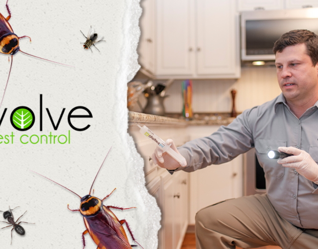 Evolve Pest Control 6