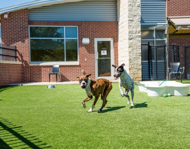 Farmers Branch Animal Adoption Center 2