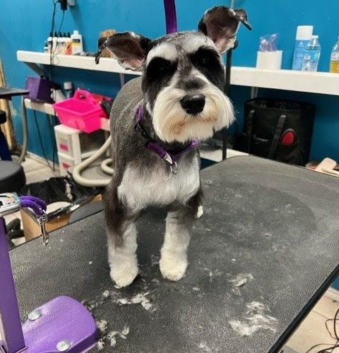 Fur Baby Grooming & Boarding 3