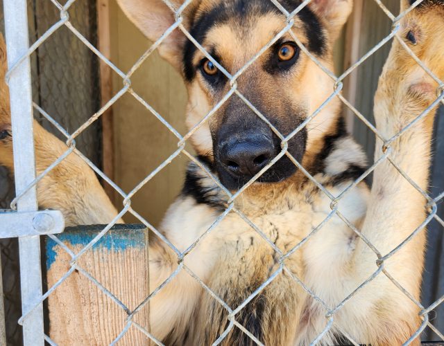 Glenn Heights Animal Shelter 3