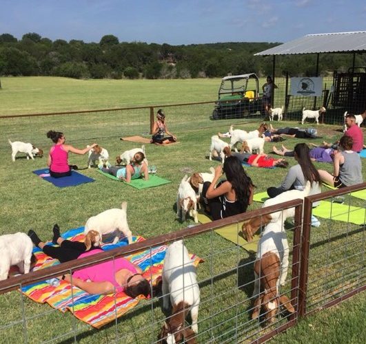 Granbury Animal Clinic 3