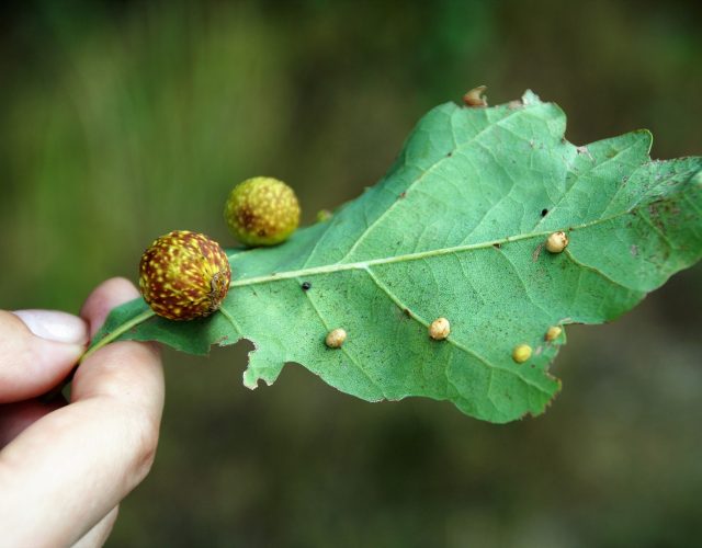 Grapevine Tree Professionals 2