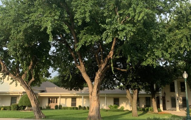 Grapevine Tree Professionals 6