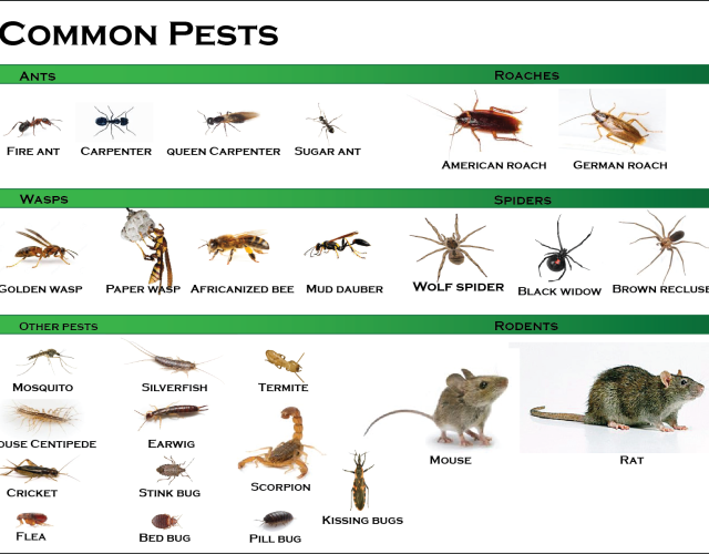 Green and Safe Pest Control 3