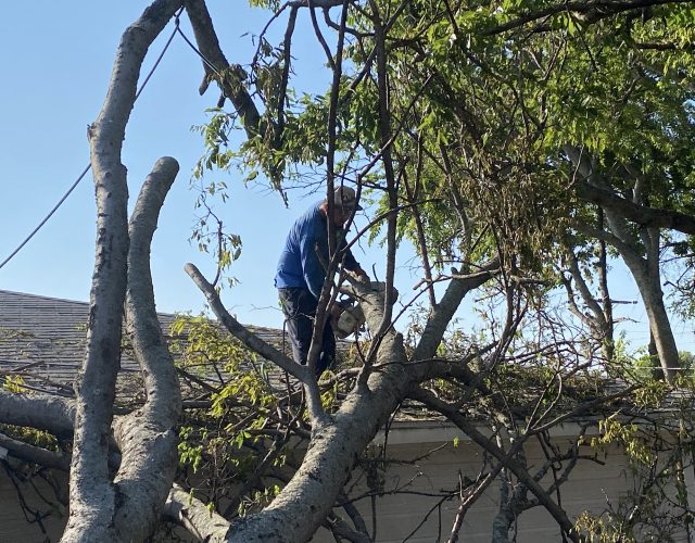 Green Leaf Professional Tree Trimming 2