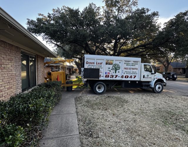 Green Leaf Professional Tree Trimming 3