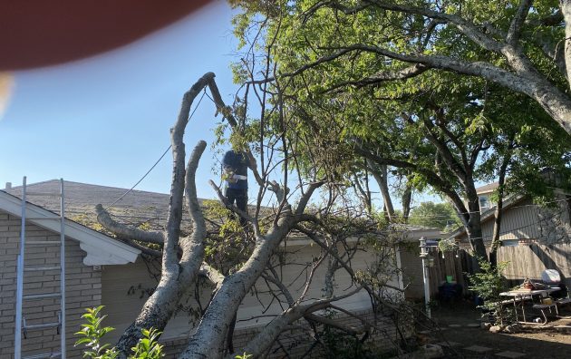 Green Leaf Professional Tree Trimming 6