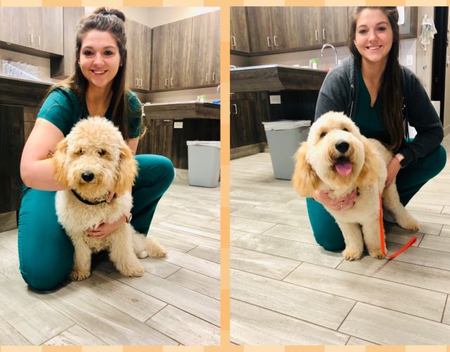 Gully Animal Hospital | Grand Prairie 2