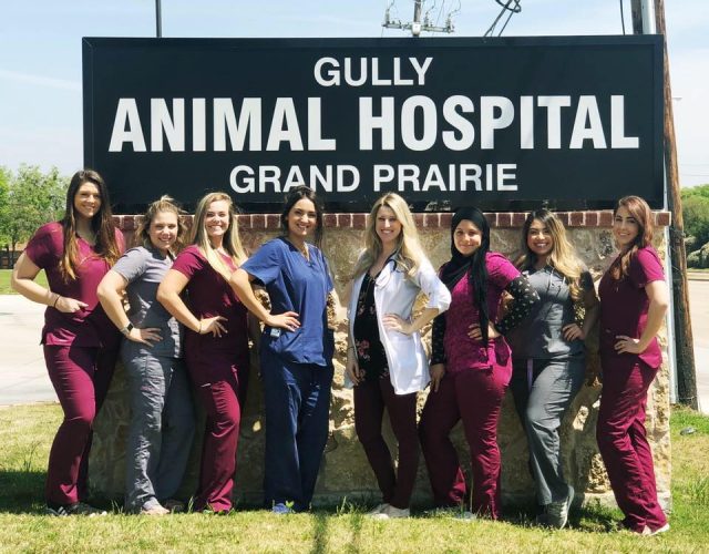 Gully Animal Hospital | Grand Prairie 4