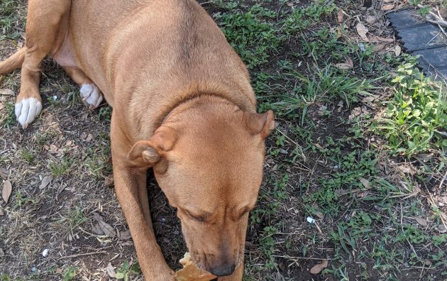 Haltom City Animal Services 5