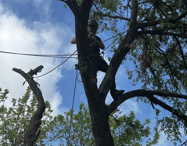 High Reach Tree Service 2