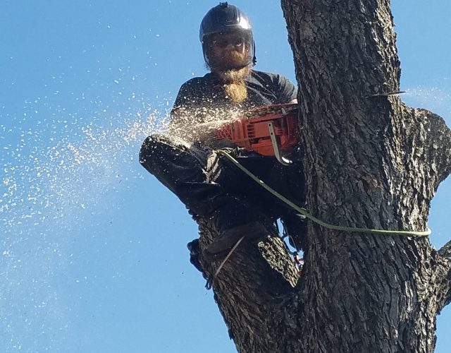 High Reach Tree Service 3