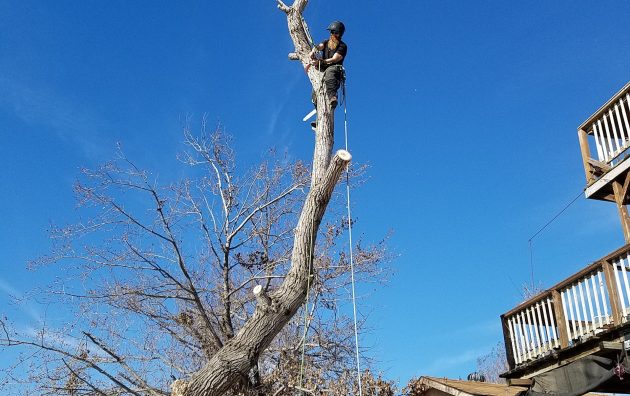 High Reach Tree Service 4