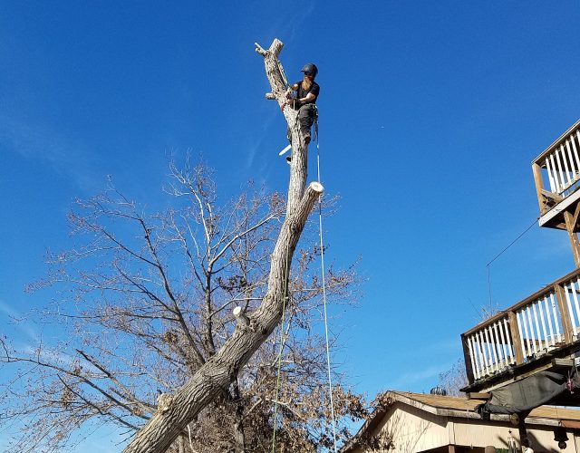 High Reach Tree Service 4