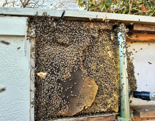 Home and Hive (Bee Removal) 2