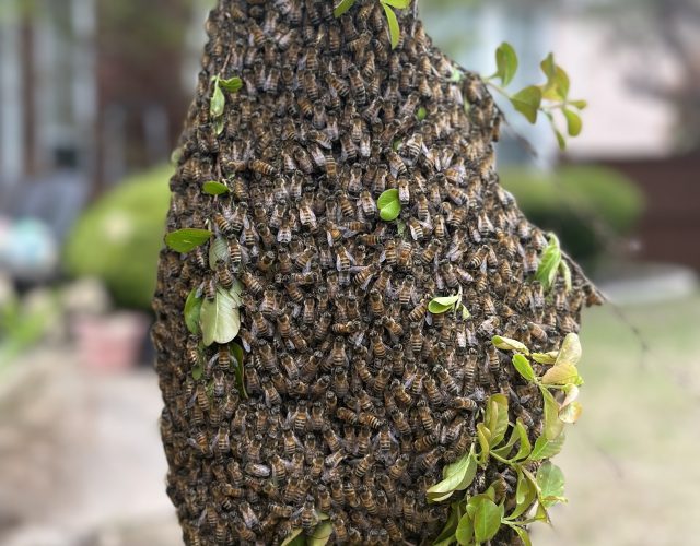 Home and Hive (Bee Removal) 3