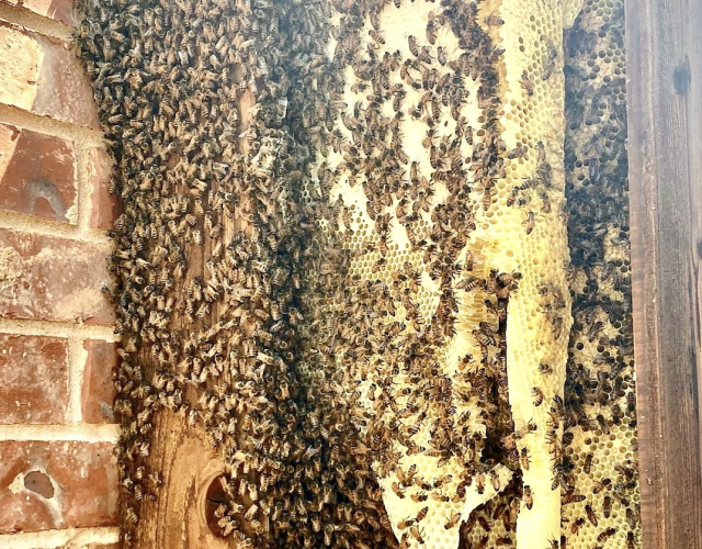 Home and Hive (Bee Removal) 4