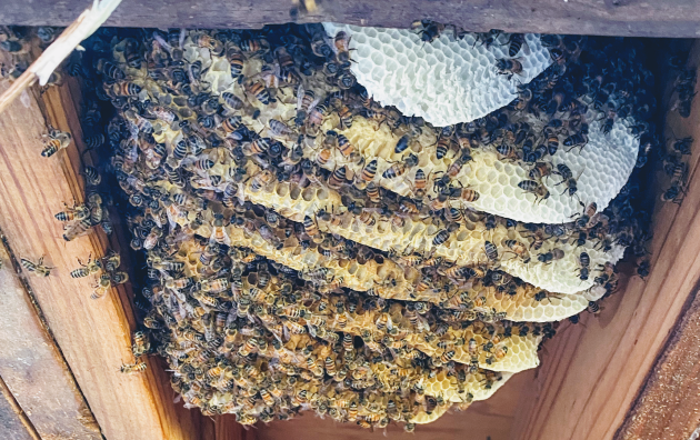 Home and Hive (Bee Removal) 5