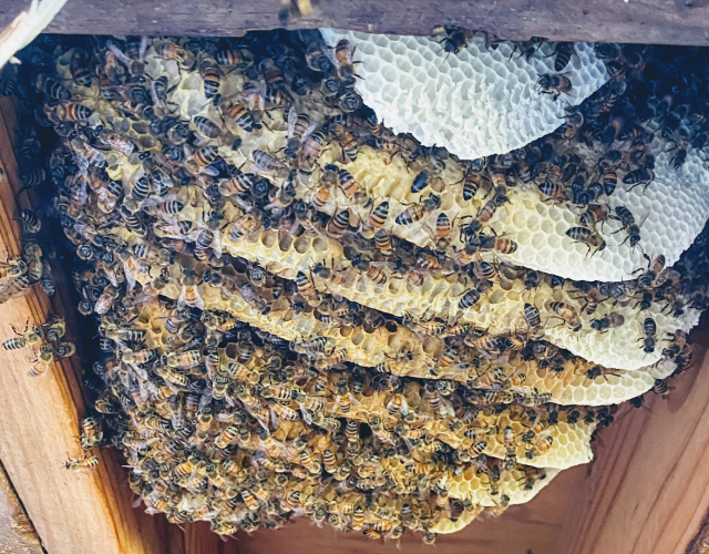 Home and Hive (Bee Removal) 5