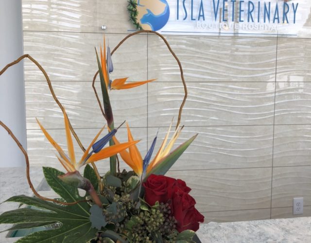 Isla Veterinary Boutique Hospital 4