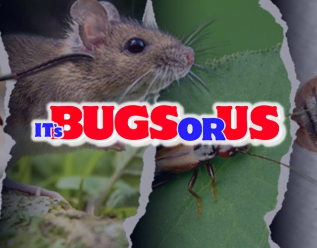 It’s Bugs Or Us Pest Control 3