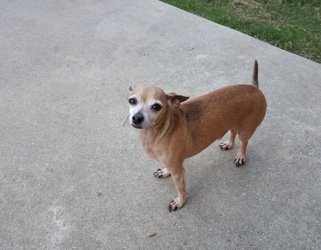 Little Elm Animal Shelter 4