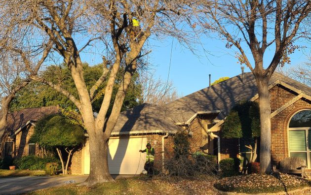 Live Oak Tree Service 4