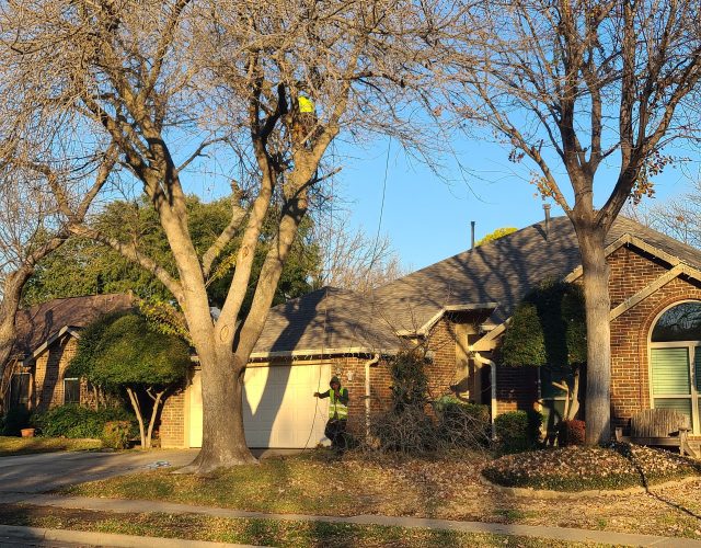 Live Oak Tree Service 4