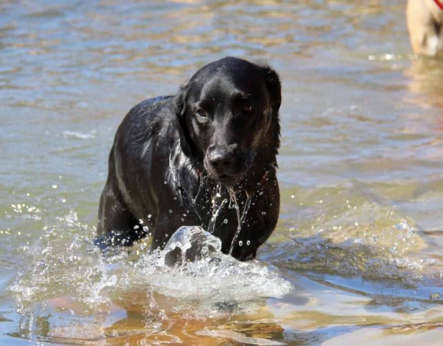 Lone Star Dog Ranch 3