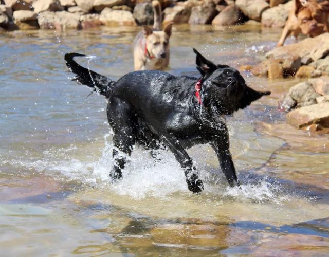 Lone Star Dog Ranch 5