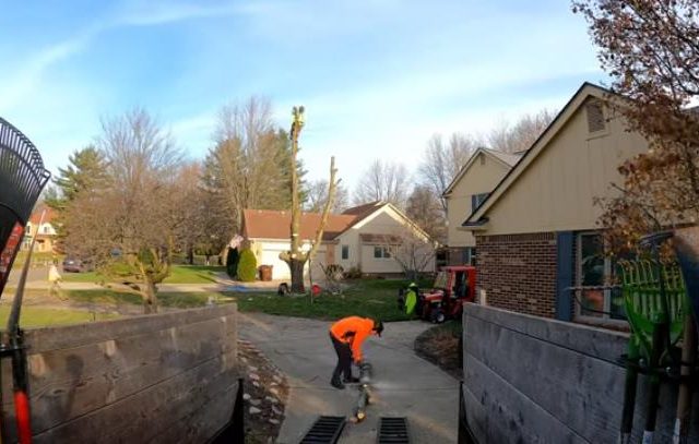 Master Tree Removal of Frisco 5