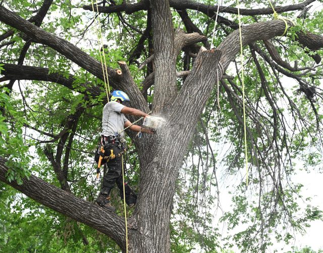 Mother Nature Tree Care 3