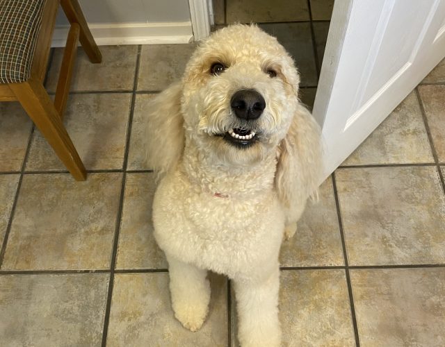 Muddy Pup Grooming 3