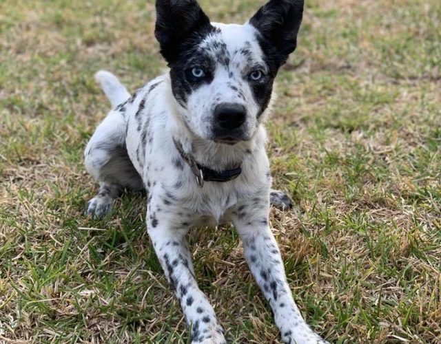 Palo Pinto Veterinary Clinic 3