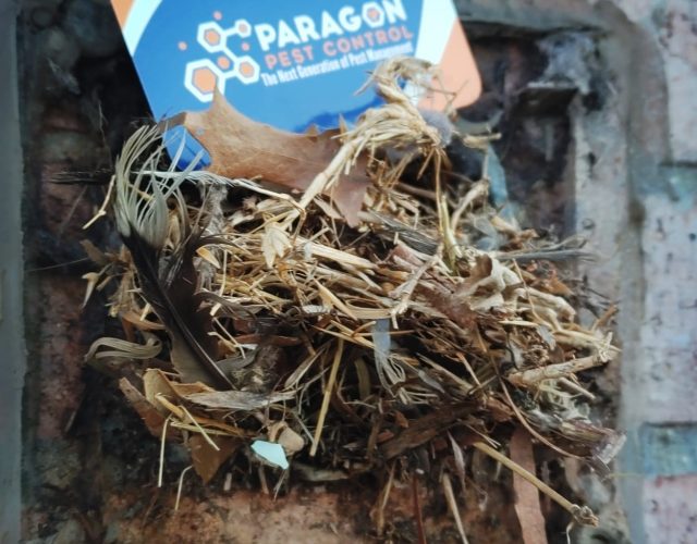 Paragon Pest Control 4