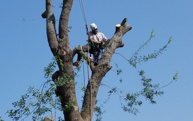 Patriot Tree Service 6