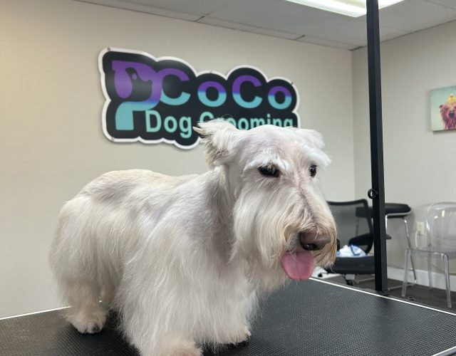 PCoCo Dog Grooming – Salon 2