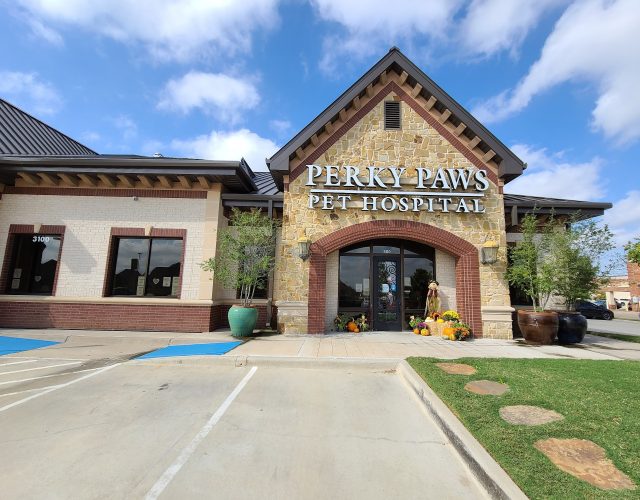 Perky Paws Pet Hospital 6