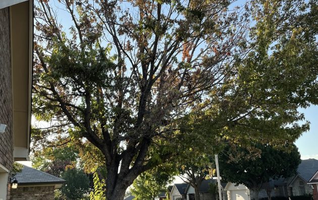 Quality cut tree service keller tx 6