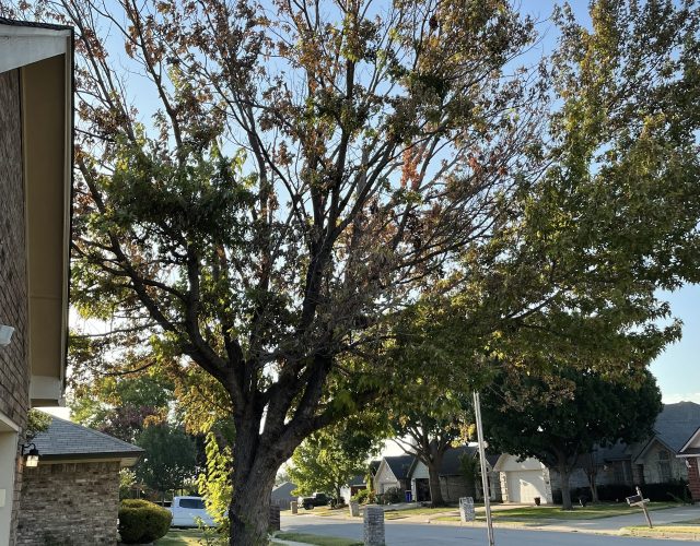 Quality cut tree service keller tx 6