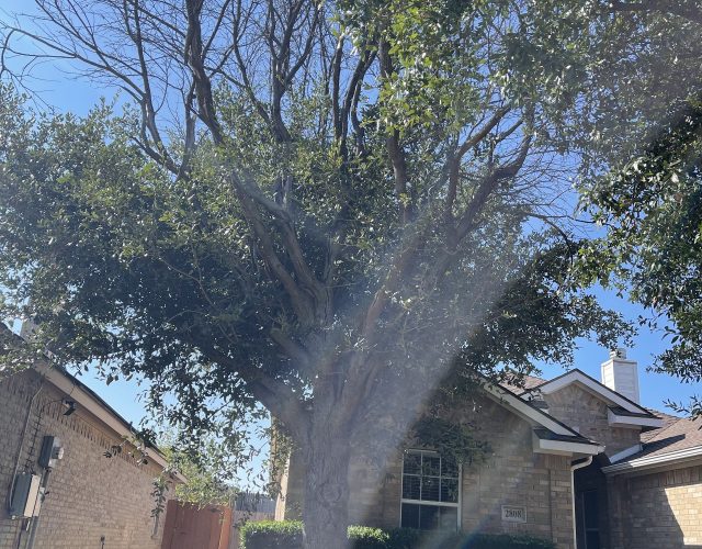 Quality Tree Service DFW 2