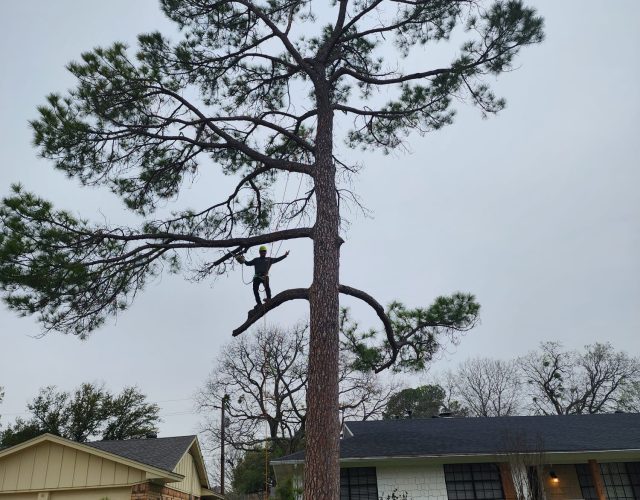 Quality Tree Service DFW 4