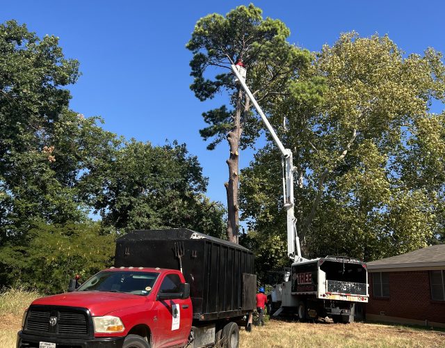 red monkeys tree service llc 4