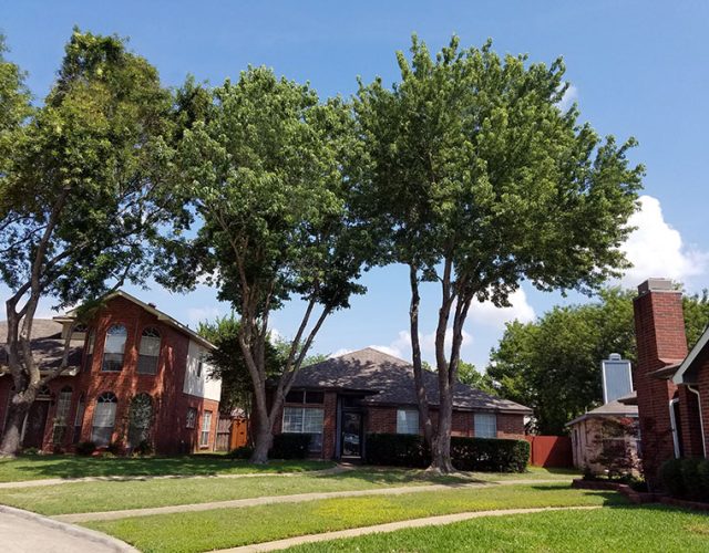 Residential Tree Trimming & Tree Removal Services Dallas- Texas Tree Pro 2