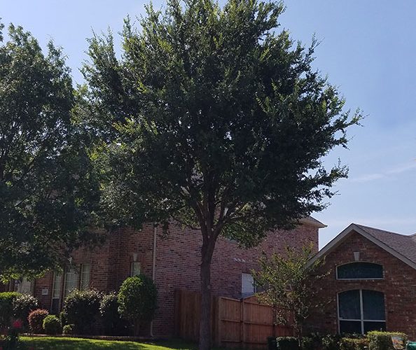 Residential Tree Trimming & Tree Removal Services Dallas- Texas Tree Pro 5