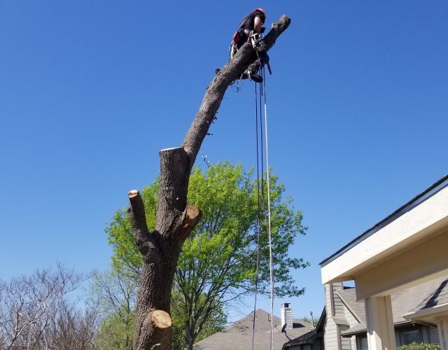 Ridgeline Tree Services 3