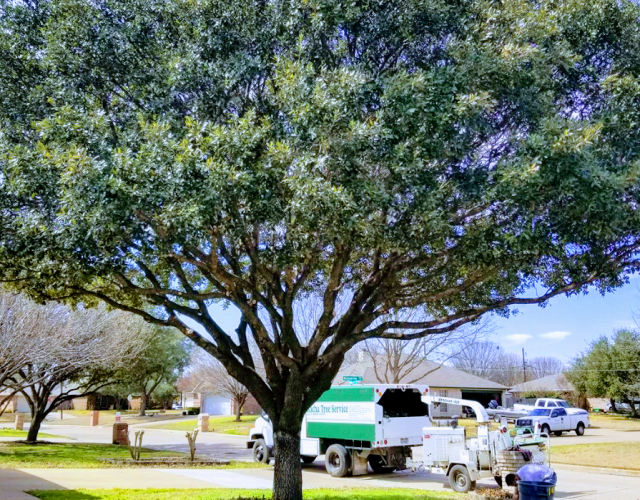 Rocha tree services 2