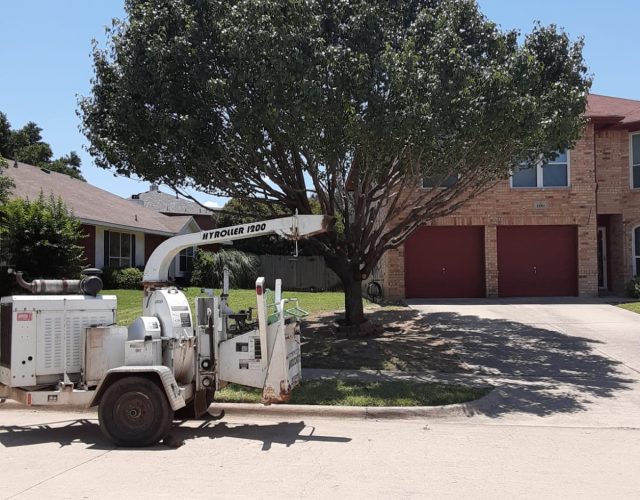 Rocha tree services 3